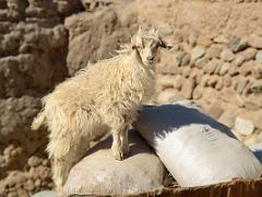 26 Sheep Climbs Up To Watch Me In Yilik Village On The Way To K2 China Trek